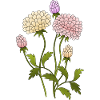 Fleurs