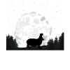 Hippopotamus