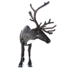 Reindeer