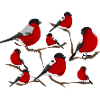 Winter birds