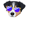 Appenzeller Sennenhund with sunglasses