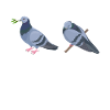 Funny animals pigeon dove