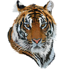 Bengal tiger