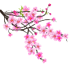 Sakura Flower