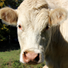 Affiche vache