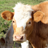 Affiche vache