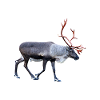 Reindeer