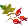 Branch with rose hips