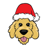 Goldendoodle mit Weihnachtsmütze Goldendoodle