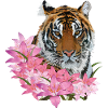 Bengal tiger