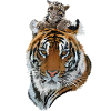 Bengal Tiger and Hazy Tiger