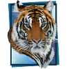 Bengal tiger