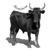 Bull of Camargue le Simbèu