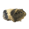 Guinea pig