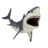 Grand requin blanc en chasse