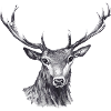 Hirsch