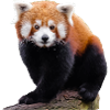 Sweet little red panda and cute cat bear