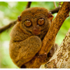 Monkey mask monkey mask