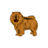 Chow Chow