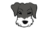 Moustache miniature papa schnauzer papa