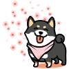 Shiba Inu * Cherry Blossom *