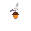 Taube Nuss