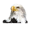 Weißkopfseeadler