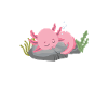 Axolotl