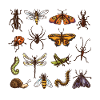 Minibeasts T Shirt With Insects