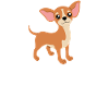 Chihuahua Mom for Female Dog Owners