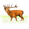 Roaring deer