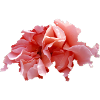 La Suisse en Rose