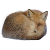 cute fox - sweet fox