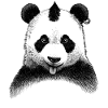Punk Panda