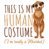 Erdmännchen
