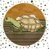 Tortoise