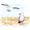 Seagulls, beach, sea