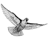 Flying dove illustration line art