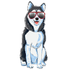Siberian husky julegave hunde huski
