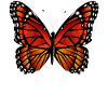 Butterfly butterfly