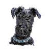 Kerry Blue Terrier