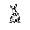Rabbit Whisperer