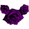 Roses - Purple Roses