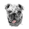 Bouledogue
