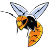 Insect wasp