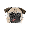 Pug