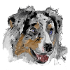 Australian Shepherd