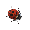 Ladybird