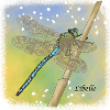 libellule