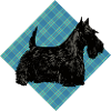 Scottish terrier on scottish